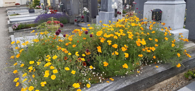 ... ein leuchtend gelbes Blütenmeer!