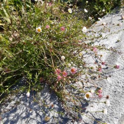 Das Spanische Gänseblümchen blüht von Juni an bis zum Frost...