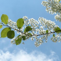 Traubenkirsche - herrlich duftender Blütenschaum im Mai/Juni!