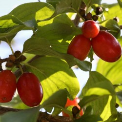 Dirndl/Kornelkirsche 
Feine Wildfruchtmarmelade, Likör!