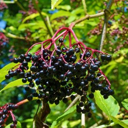Als magischer Schutzbaum der germannischen Göttin Holla dient Holunder - in schwarzer oder roter Ausführung - auch sehr vielen Raupen als Futterpflanze.