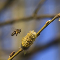 Alle Weiden sind aufgrund ihrer zeitigen Blüte auch wichtige Bienenfutterpflanzen.