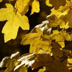 Der Feldahorn, trockenheits- und schnittverträglich, unkompliziert. Sonnig gelbe Herbstfärbung!