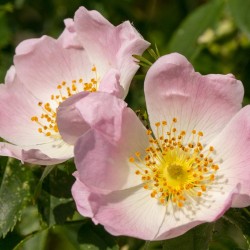 Zur Blütezeit übt die Hundsrose eine magnetische Wirkung auf einfach alles aus! Schmetterling, Schwebfliege, Käfer, Biene, Hummel,...Mensch ;-)!