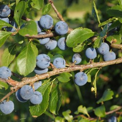 Die Schlehe/Schwarzdorn, süß duftende Blüte, zwetschkenblaue Früchte, leuchtend rote Herbstfärbung! In ihren bewehrten Zweigen finden Vögel Ruhe, einen Nistplatz und Nahrung!