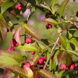 Der Spindelstrauch/Pfarrerkapperl  punktet mit duftender Blüte, orangerosa Früchten und spektakulärer Herbstfärbung!