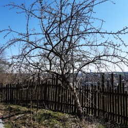 Roter Rosmarinapfel vor...