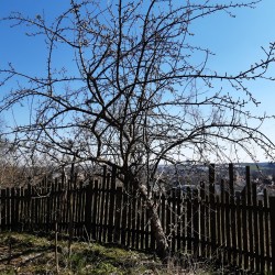 Roter Rosmarinapfel vor...