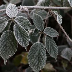 Die Brombeere hat auch im Winter (verhältnismäßig ;-) grüne Blätter!