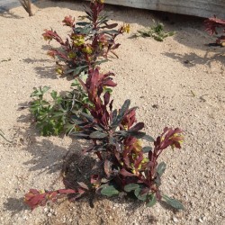 Euphorbia amygdaloides ´Purpurea`- eine rotlaubige Wolfsmilch.