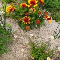 Kokardenblume, Spanisches Gänseblümchen und noch unauffällige Halme von Allium spaerocephalon, einem Zierlauch .