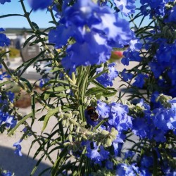 Salvia azurea ist Hummel- und Bienentreffpunkt.