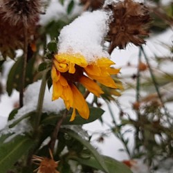 Bienenwirtshaus von Mai bis November - die Kokardenblume.