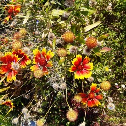 ..die Kokardenblume blüht noch immer.