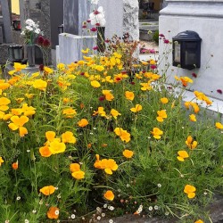 Kalifornischer Mohn und Allium spaerocephalon - eine geniale Mischung!