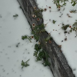 Anfang Dezember - 
Das Spanische Gänseblümchen auf dem Grab und ausgesamter Kalifornischer Mohn darunter ;-).