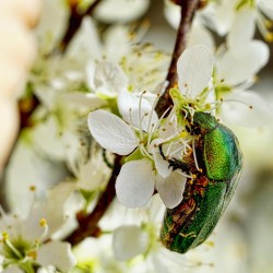 Der Schönling unter den heimischen Blatthornkäfern - Der Rosenkäfer - wegen seiner grüngold schimmernden Deckflügel auch Goldkäfer genannt.