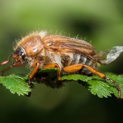 Junikäfer