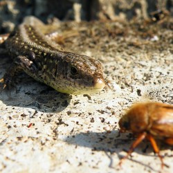 Eine - soweit man dies erkennen kann - sichtlich erfreute Zauneidechse angesichts des großen knusprigen Bissens!