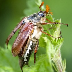 Maikäfer beim Knabbern.