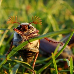 Die Fühler des Maikäfers haben blattförmig verbreiterte Lamellen mit bis zu 50.000 Geruchsensoren! "Blatt-horn-käfer"