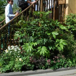 Fatsia, Gräser, Astrantia