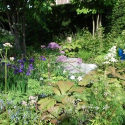 Rodgersia, Fiedriges und Hecke