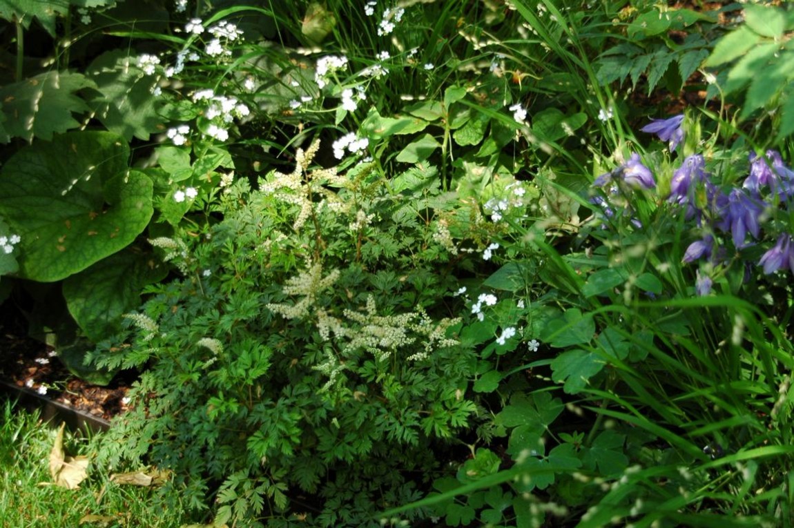 Schatten - Astilbe, Akelei, Myosotis