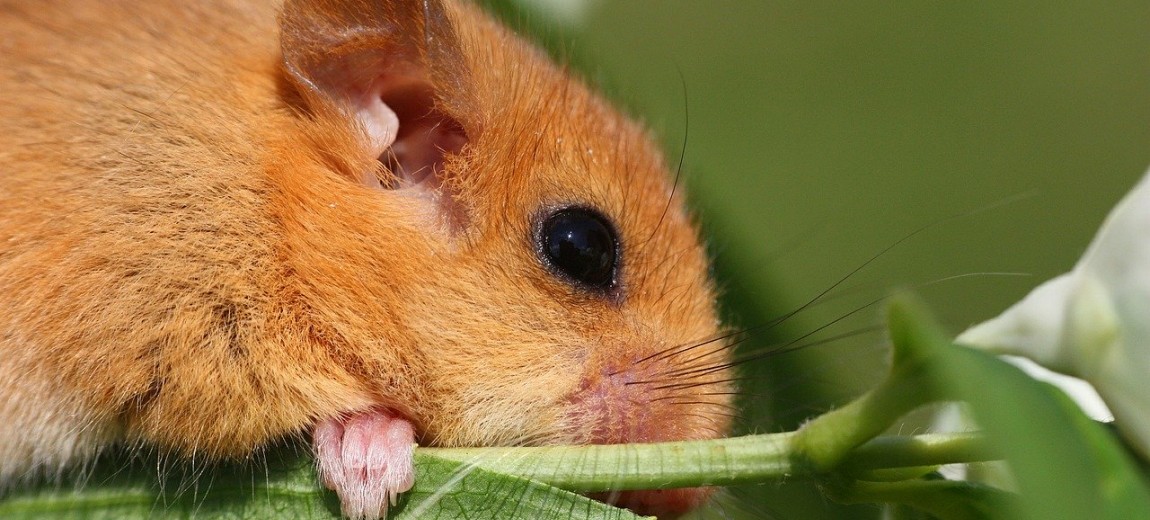 the-dormouse-634952_1280.jpg