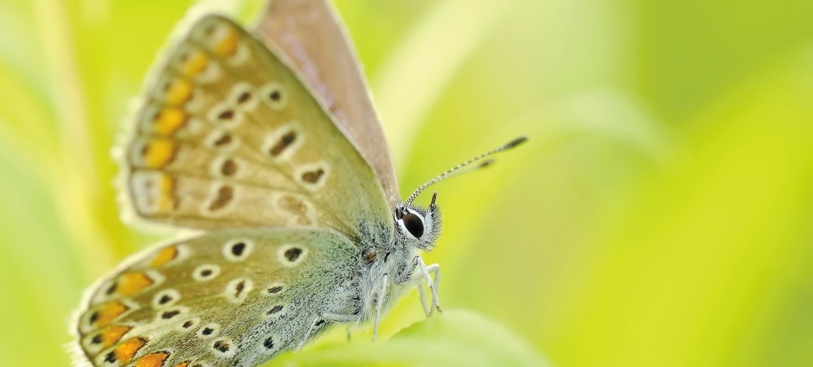 Schmetterling