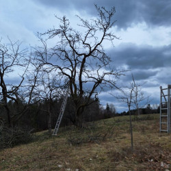 Eine Augenweide selbst im Winter - genial schön geschnittene, alte Apfelbäume!