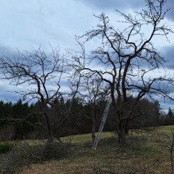 "Meine Niwaki-Obstbäume" (bei einem Kunden ;-)