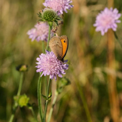 Scabiosen - fluffige Dauerblüher