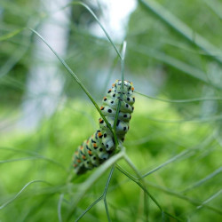 Schwalbenschwanz auf Dill (Doldenblütler)