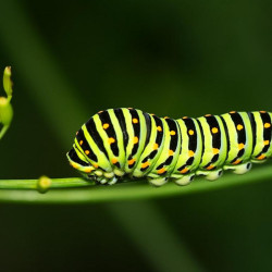 Wieder ein Doldenblütler!