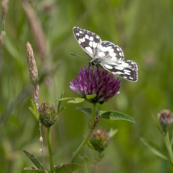 Ganz gewöhnlicher Rotklee