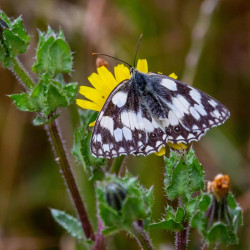 Ui, irgendein Beikraut!