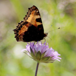 Skabiose oder Knautia