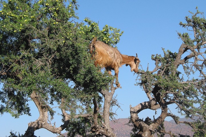 morocco-1327301_1920.jpg